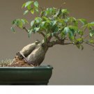Bonsai Kapok Tree Ceiba Pentandra Silk Cotton Caudex Plant Rare Seed 10 Seeds Fresh Garden