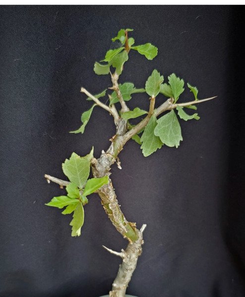 Commiphora Wightii Guggul Fragrant Resin Bonsai Rare Myrrh Tree Plant 5 Seeds Fresh Garden