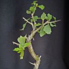 Commiphora Wightii Guggul Fragrant Resin Bonsai Rare Myrrh Tree Plant 5 Seeds Fresh Garden