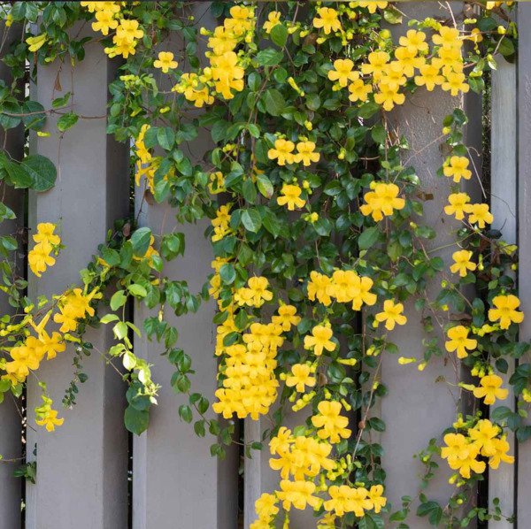 Dolichandra Unguiscati Cat'S Claw Creeper Yellow Flower Climbing Vine 10 Seeds Fresh Garden