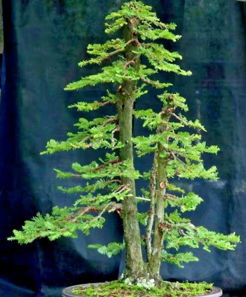 Bonsai Giant Sequoia Sequoiadendron Giganteum Redwood Forest Tree 10 Seeds Fresh Garden