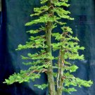 Bonsai Giant Sequoia Sequoiadendron Giganteum Redwood Forest Tree 10 Seeds Fresh Garden