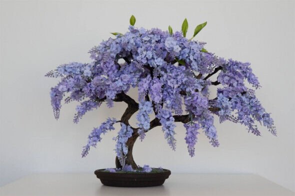 Bonsai Jacaranda Mimosifolia Blue Flamboyan Rare Flowering Tree Seed 10 Seeds Fresh Garden