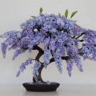Bonsai Jacaranda Mimosifolia Blue Flamboyan Rare Flowering Tree Seed 10 Seeds Fresh Garden