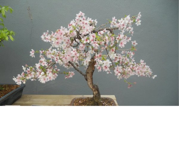 Bonsai Wild Cherry Prunus Avium Sweet Exotic Edible Tropical Fruit Seed 5 Seeds Fresh Garden