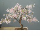 Bonsai Wild Cherry Prunus Avium Sweet Exotic Edible Tropical Fruit Seed 5 Seeds Fresh Garden