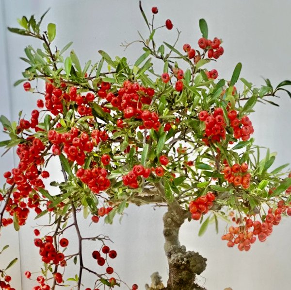 Bonsai Pyracantha Scarlet Firethorn Red Bonsai Berry Bush Shrub Seed 25 Seeds Fresh Garden