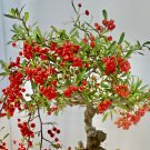 Bonsai Pyracantha Scarlet Firethorn Red Bonsai Berry Bush Shrub Seed 25 Seeds Fresh Garden