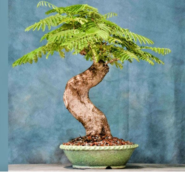 Bonsai Tree Royal Poinciana Delonix Exotic Seed Pack 10 Seeds Fresh Garden