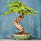 Bonsai Tree Royal Poinciana Delonix Exotic Seed Pack 10 Seeds Fresh Garden