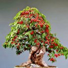 Bonsai Pomegranate Punica Granatum Edible Fruit Seed Juice Tree 25 Seeds Fresh Garden