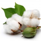 White Cotton Gossypium Organic Plant Seed Pack 10 Seeds Fresh Garden