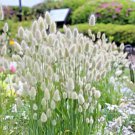 Bunny Tails Flower Lagurus Ovatus Hare'S Tail Grass Flowering Seed 15 Seeds Fresh Garden