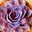 Echeveria Perle Von Nurnberg Rare Hen And Chicks Exotic Plant Seed 50 Seeds Fresh Garden
