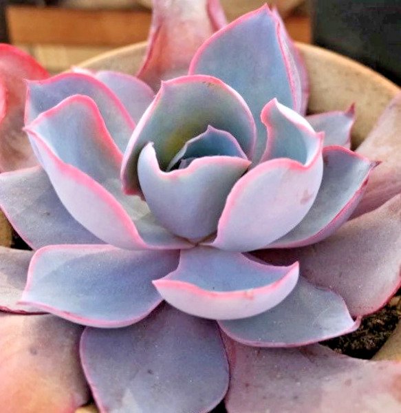 Echeveria "After Glow" Succulent Rare Hen And Chicks Exotic Plant Seed 50 Seeds Fresh Garden