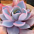 Echeveria "After Glow" Succulent Rare Hen And Chicks Exotic Plant Seed 50 Seeds Fresh Garden