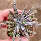Alligator Mother Thousands Pregnant Kalanchoe Daigremontiana Seed Pack 100 Seeds Fresh Garden