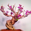Bonsai Callicarpa Americana Beautyberry Exotic Florida Fruit Seed 50 Seeds Fresh Garden