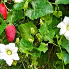 Coccinia Grandis Ivy Gourd Tindora Kowai Fruit Tropical Vine Seed 10 Seeds Fresh Garden