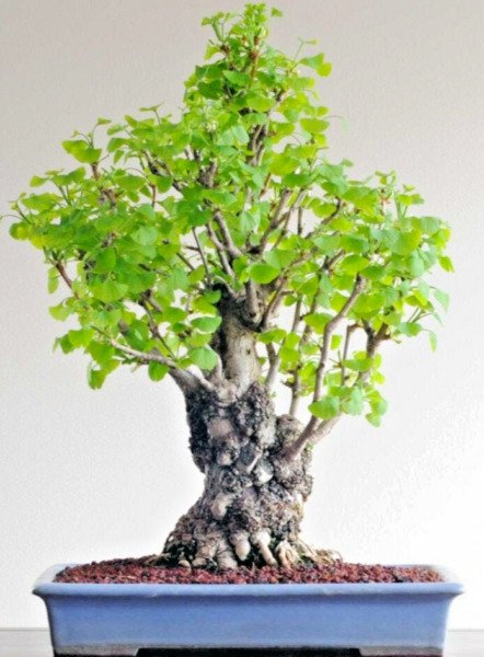 Bonsaiginkgo Biloba Rare Yellow Flowering Tree China Exotic Plant Seed 12 Seeds Fresh Garden