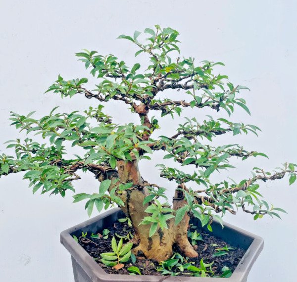 Bonsai Guava Tropical Fruit Psidium Guajava Exotic Tree Guayaba 50 Seeds Fresh Garden