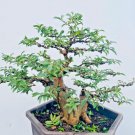 Bonsai Guava Tropical Fruit Psidium Guajava Exotic Tree Guayaba 50 Seeds Fresh Garden