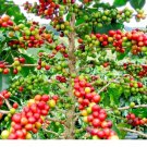Coffee Bean Coffea Arabica Tropical Tree Rare Shrub Exotic Cafe Seed 12 Seeds Fresh Garden