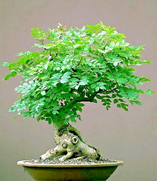 Bonsai Moringa Seeds Oleifera Drumstick Tree Bonsai Exotic Seed 12 Seeds Fresh Garden