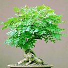 Bonsai Moringa Seeds Oleifera Drumstick Tree Bonsai Exotic Seed 12 Seeds Fresh Garden