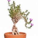 Trichodiadema Bulbosum Rare Bonsai Living Stones Mesembs Ice Seed 30 Seeds Fresh Garden