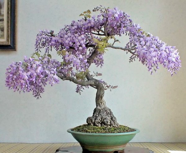 Bonsai Tree Chinese Wisteria Rare Flowering Purple Climbing Vine Seed 10 Seeds Fresh Garden