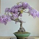 Bonsai Tree Chinese Wisteria Rare Flowering Purple Climbing Vine Seed 10 Seeds Fresh Garden