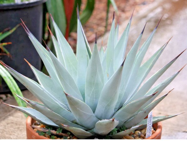 Rare Agave Parryi Var. Cousei Hardy Exotic Succulent Aloe Plant Seed 20 Seeds Fresh Garden