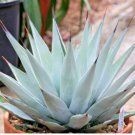 Rare Agave Parryi Var. Cousei Hardy Exotic Succulent Aloe Plant Seed 20 Seeds Fresh Garden