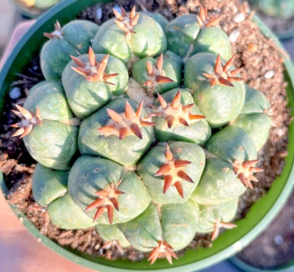Rare Coryphantha Elephantidens Var. Tanshi Cactus Seed 25 Seeds Fresh Garden