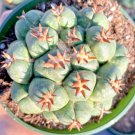Rare Coryphantha Elephantidens Var. Tanshi Cactus Seed 25 Seeds Fresh Garden