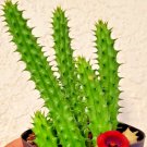 Huernia Schneideriana Exotic Flower Rare Orbea Succulent Stapelia Seed 5 Seeds Fresh Garden