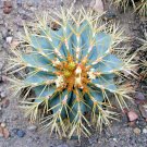 Blue Golden Barrel Cactus Ferocactus Glaucescens Seed 50 Seeds Fresh Garden