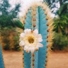 Blue Torch Cactus Pilosocereus Azureus Brazilian Blue Cactus Seed 50 Seeds Fresh Garden