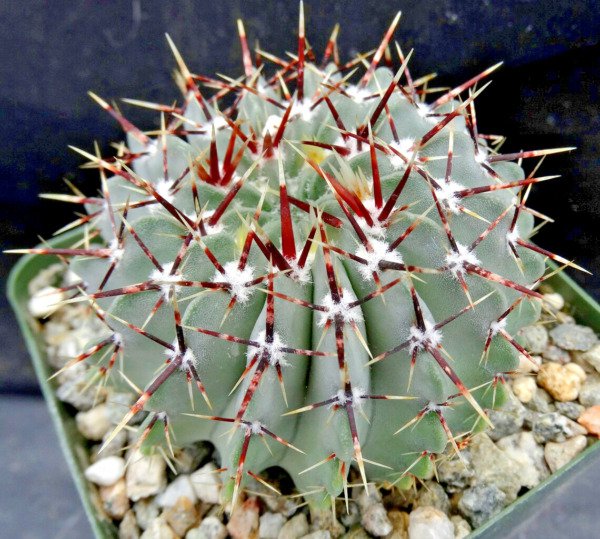 Parodia Buiningii Exotic Notocactus Rare Succulent Plant Cactus Cacti 30 Seeds Fresh Garden