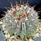 Parodia Buiningii Exotic Notocactus Rare Succulent Plant Cactus Cacti 30 Seeds Fresh Garden