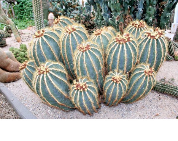 Balloon Cactus Notocactus Magnificus Parodia Magnifica Cactus 50 Seeds Fresh Garden