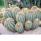 Balloon Cactus Notocactus Magnificus Parodia Magnifica Cactus 50 Seeds Fresh Garden
