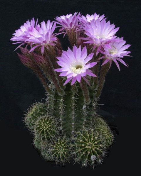 Easter Lilly Cactus Echinopsis Oxygona Rare Flower Cacti Seed Cacti 50 Seeds Fresh Garden