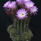 Easter Lilly Cactus Echinopsis Oxygona Rare Flower Cacti Seed Cacti 50 Seeds Fresh Garden