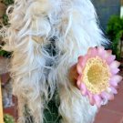 Old Man Of The Andes Cactus Oreocereus Celsianus Rare Cactus Seed 30 Seeds Fresh Garden