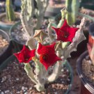 Caralluma Socotrana Huernia Rare Orbea Succulent Stapelia Plant Seed 3 Seeds Fresh Garden