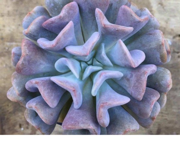 Echeveria Cubic Frost Succulent Exotic Hen And Chicks Plant Seed 50 Seeds Fresh Garden