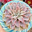 Echeveria Fantastic Fountain Succulent Exotic Hen And Chicks Plant Seed 50 Seeds Fresh Garden
