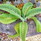 Kalanchoe Gastonisbonnieri “Donkey Ears” Plant Seed 100 Seeds Fresh Garden